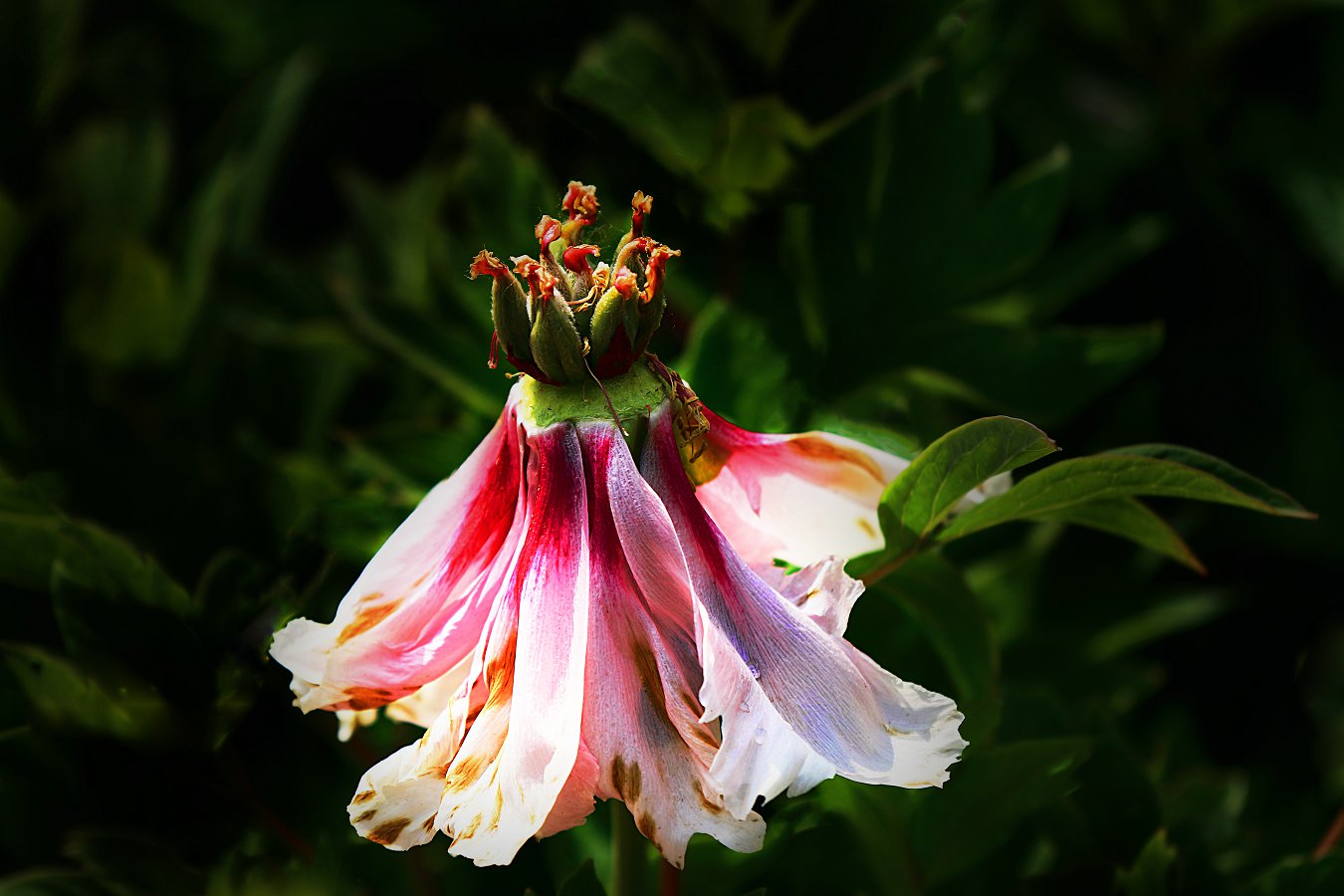 D36890.jpg