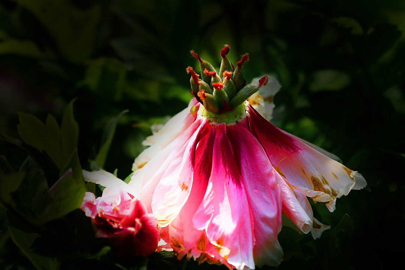 D36894.jpg