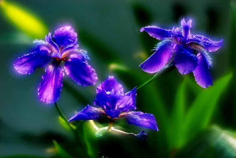 DSC_0093.JPG
