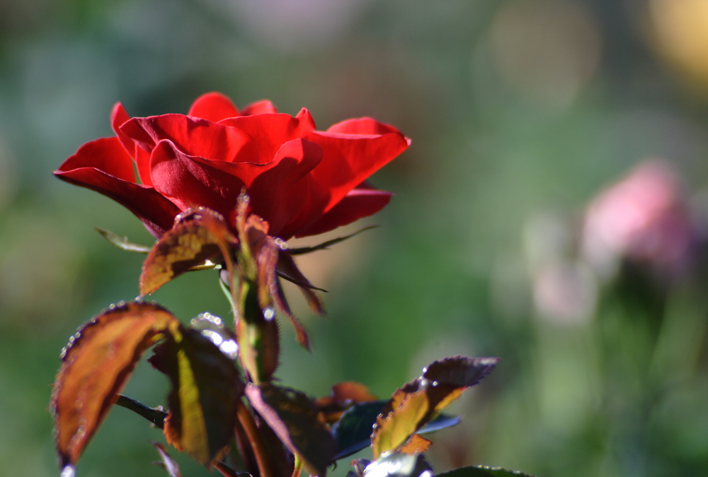 IMG_9075.jpg