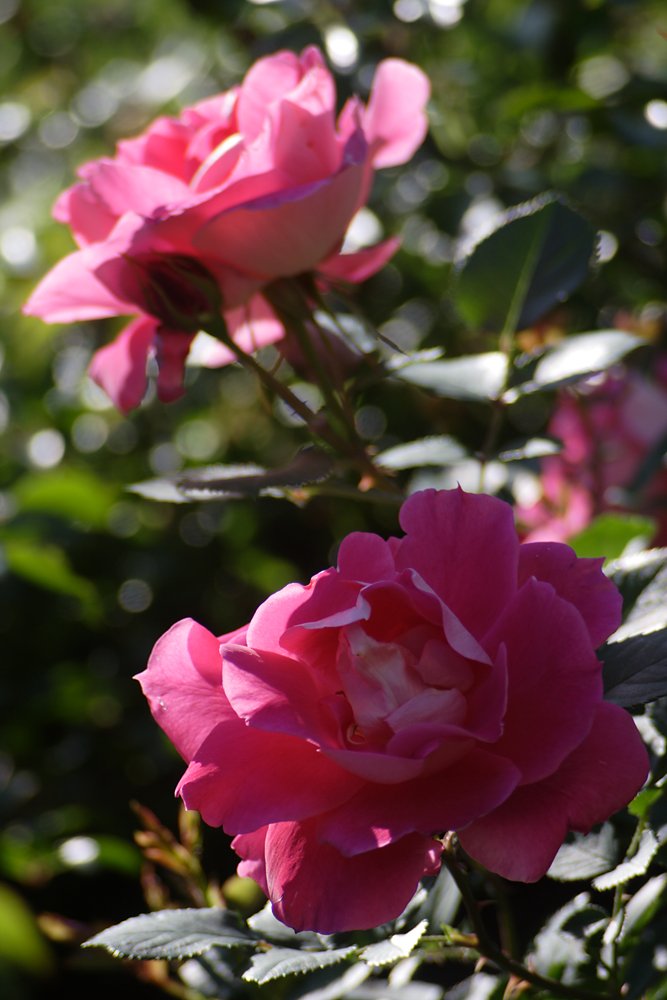 IMG_9100.jpg
