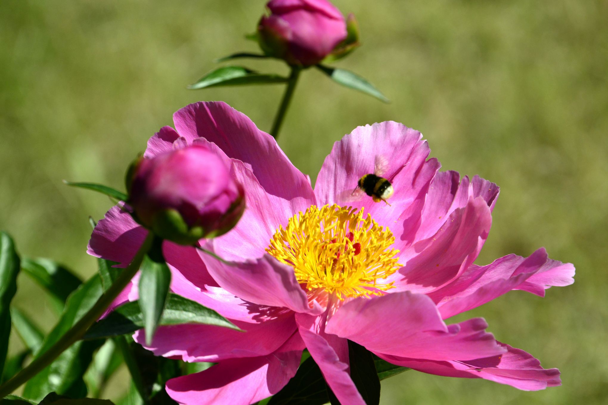 nEO_IMG__DSC9984.jpg