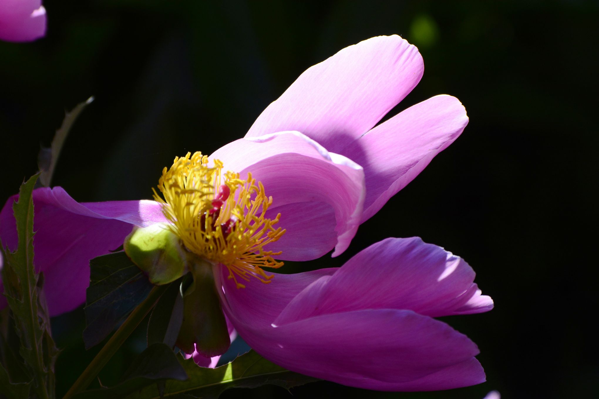 nEO_IMG__DSC1858.jpg