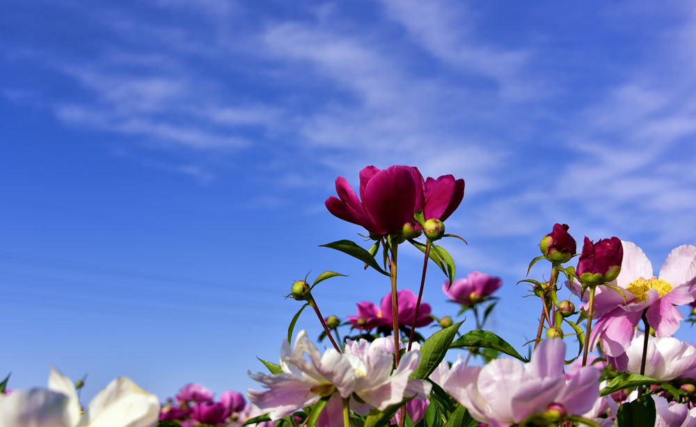 DSC_9655_.jpg
