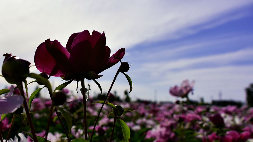 DSC_9667_.jpg