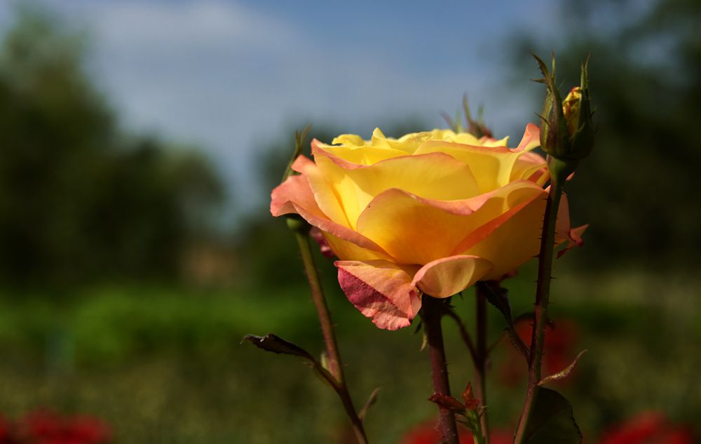 DSC_1207_.jpg