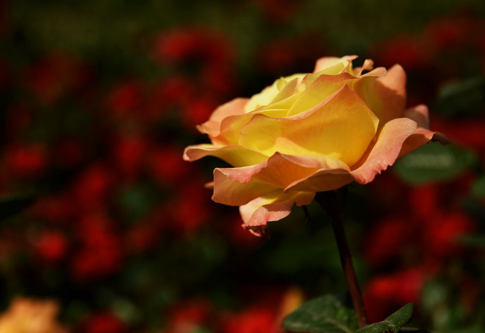 DSC_1208_.jpg