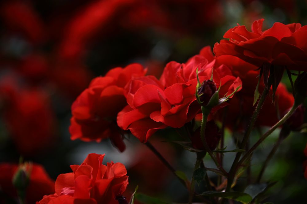 DSC_1217_.jpg