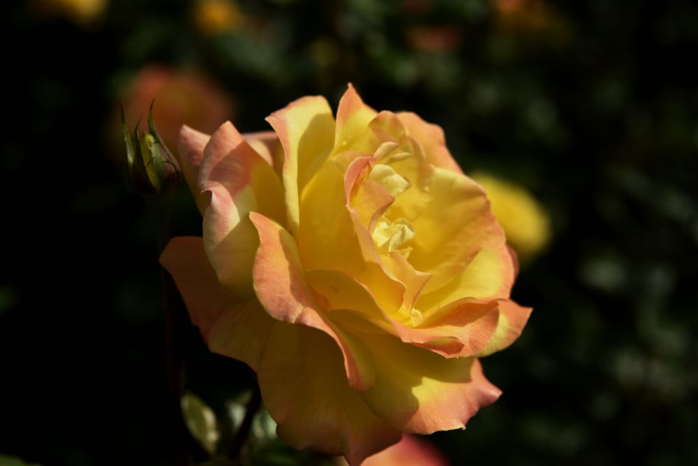 DSC_1223_.jpg