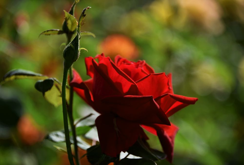 DSC_1230_.jpg