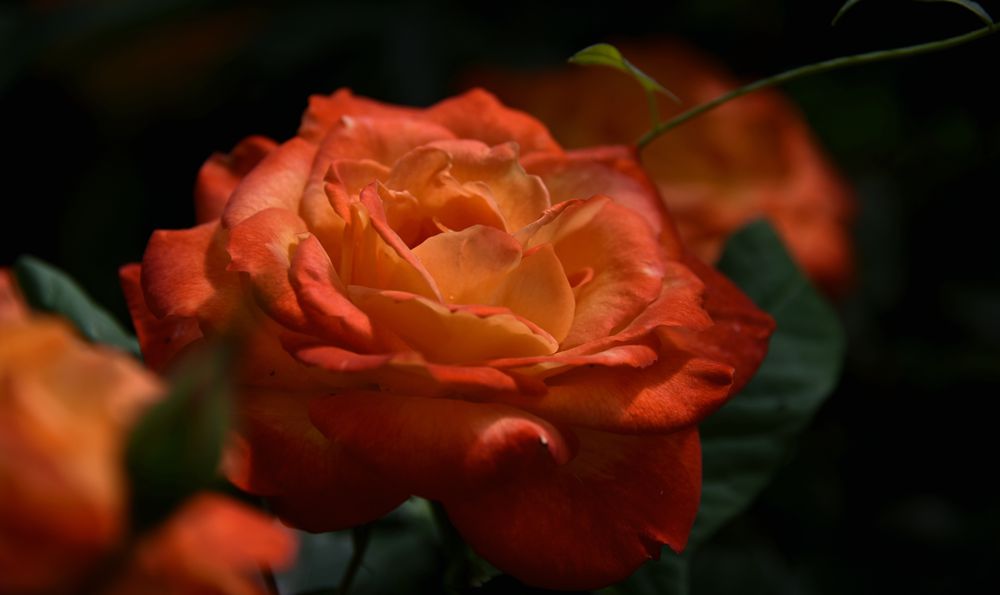 DSC_1237_.jpg