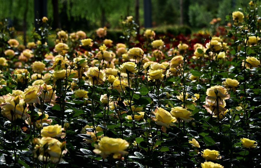 DSC_1240_.jpg