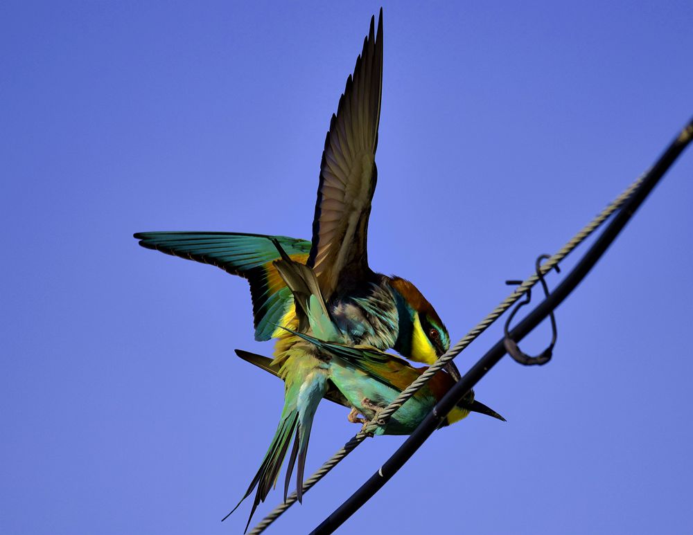 DSC_8415__.jpg
