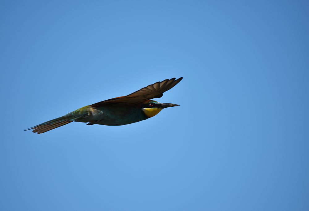 DSC_9459.jpg