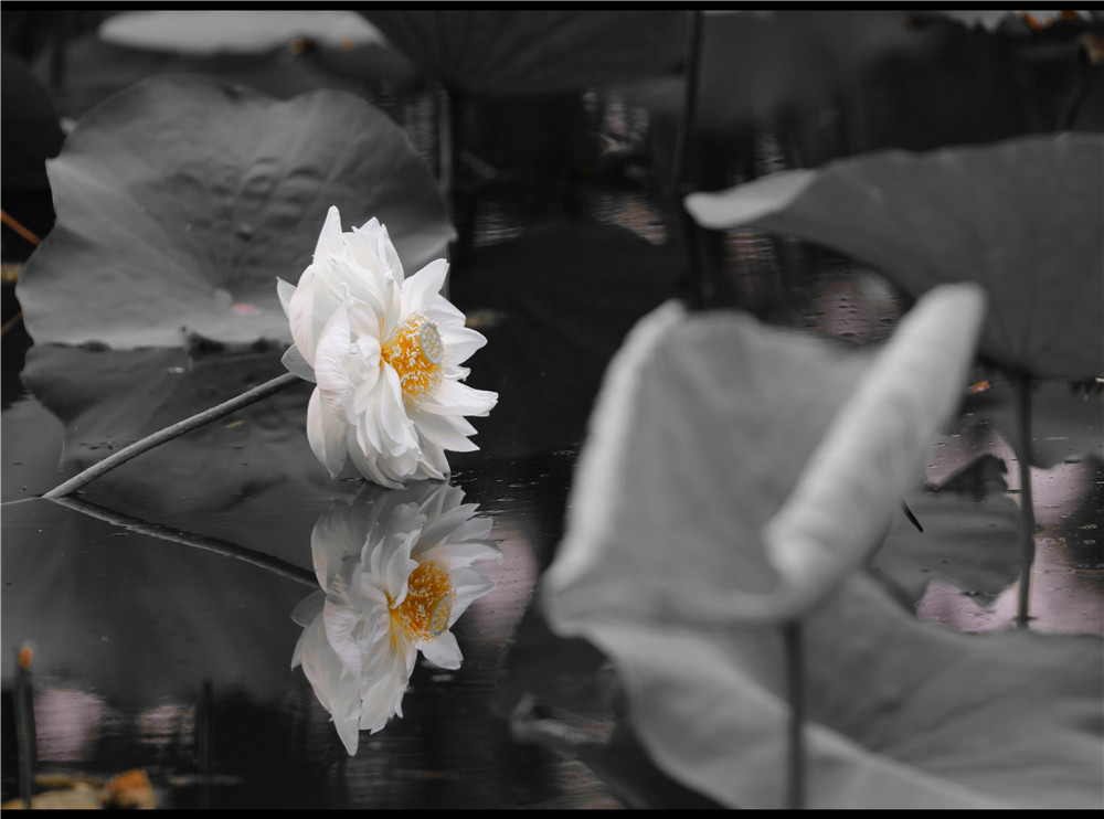 _54A9354.jpg
