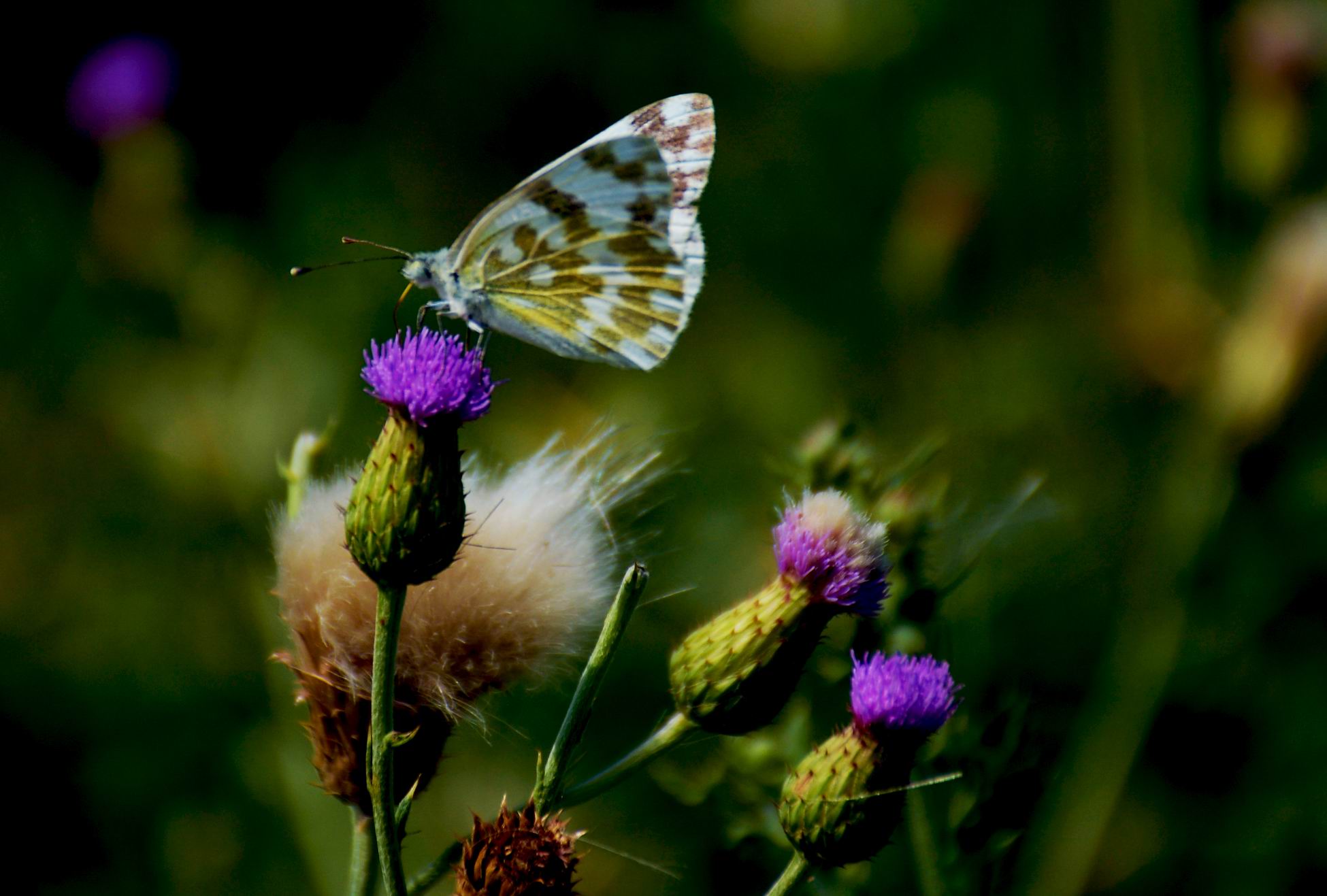 С DSC_1734.JPG