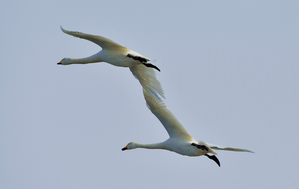 DSC_3632_.jpg