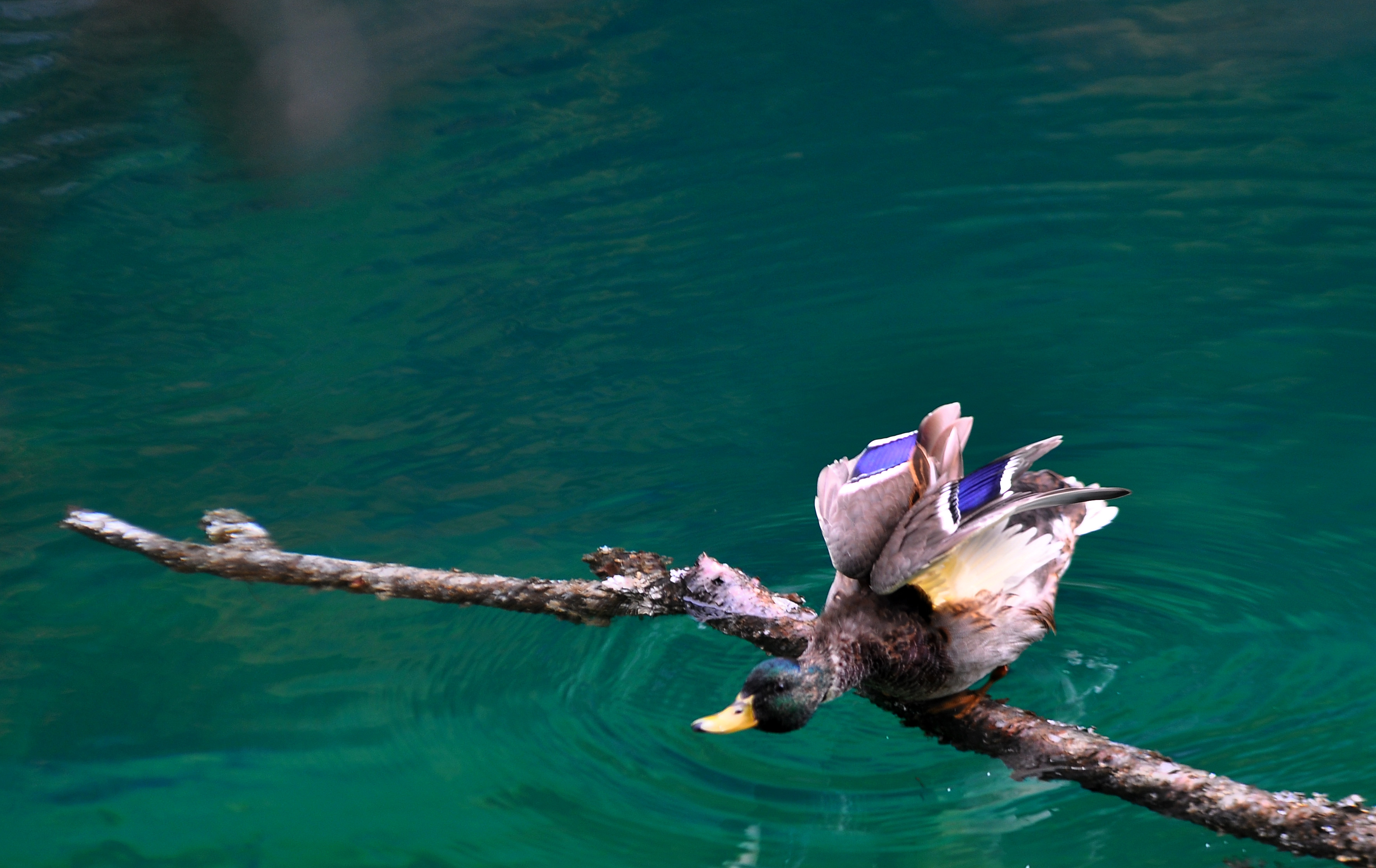 DSC_0075.JPG