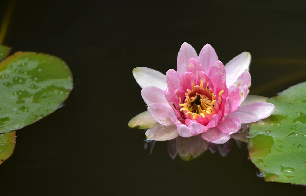 Ƭ 028.jpg