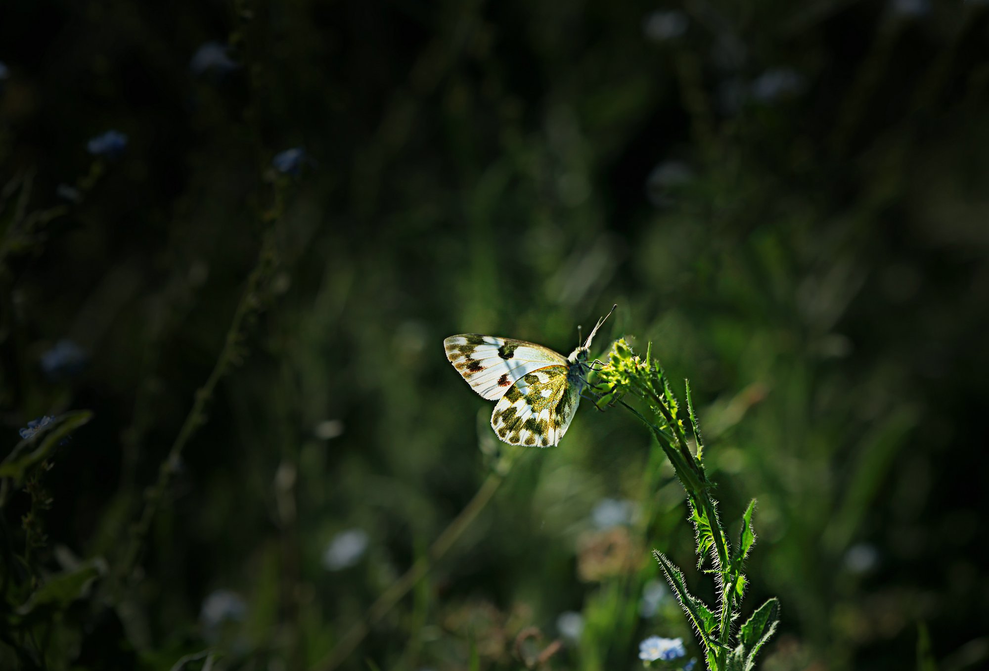 D42965.jpg