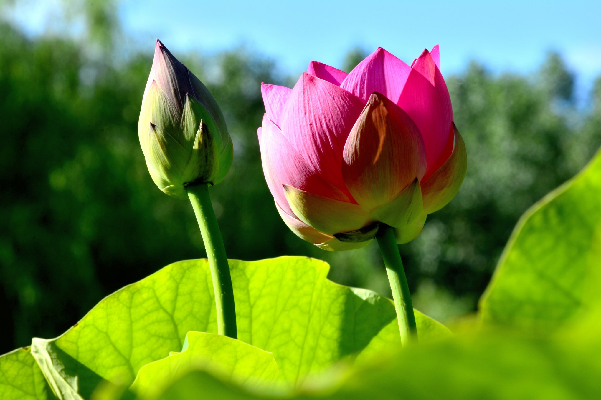 nEO_IMG__DSC3471.jpg