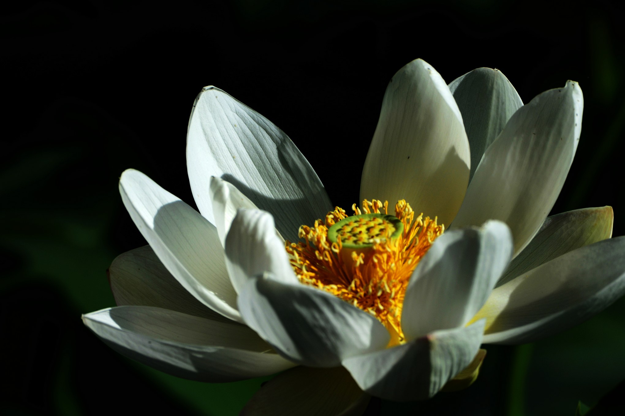 nEO_IMG__DSC3409.jpg