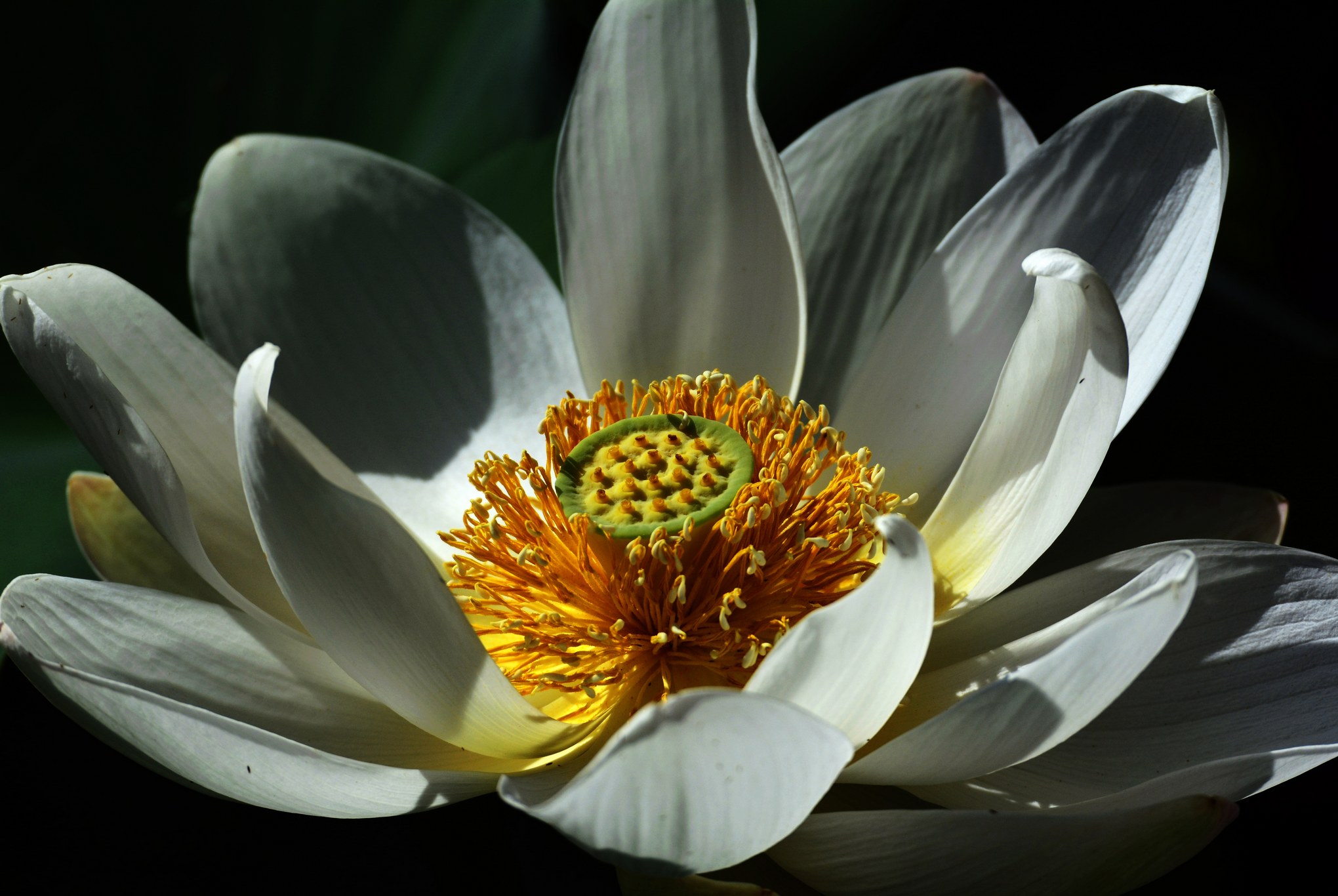 nEO_IMG__DSC3440.jpg