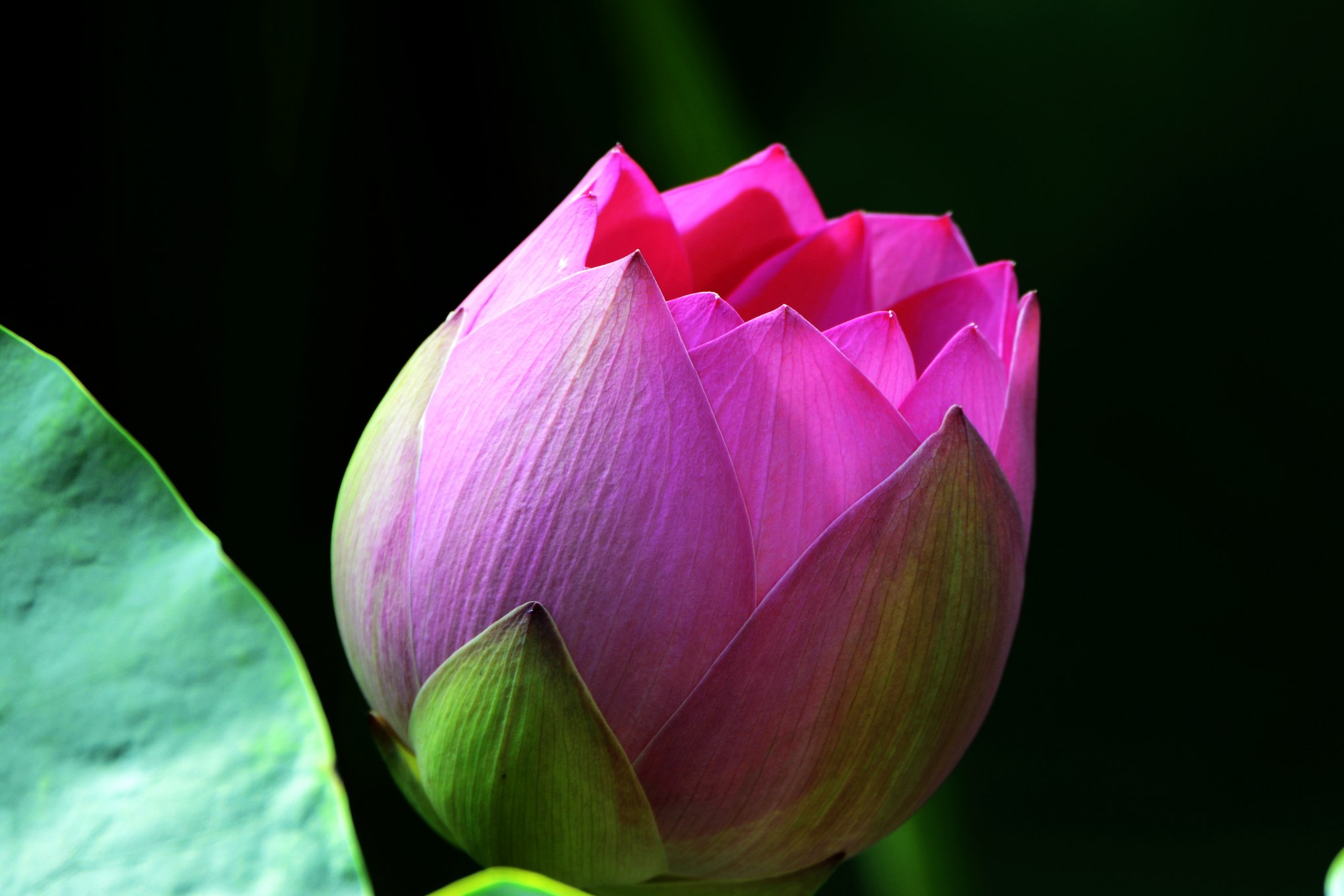 nEO_IMG__DSC3451.jpg