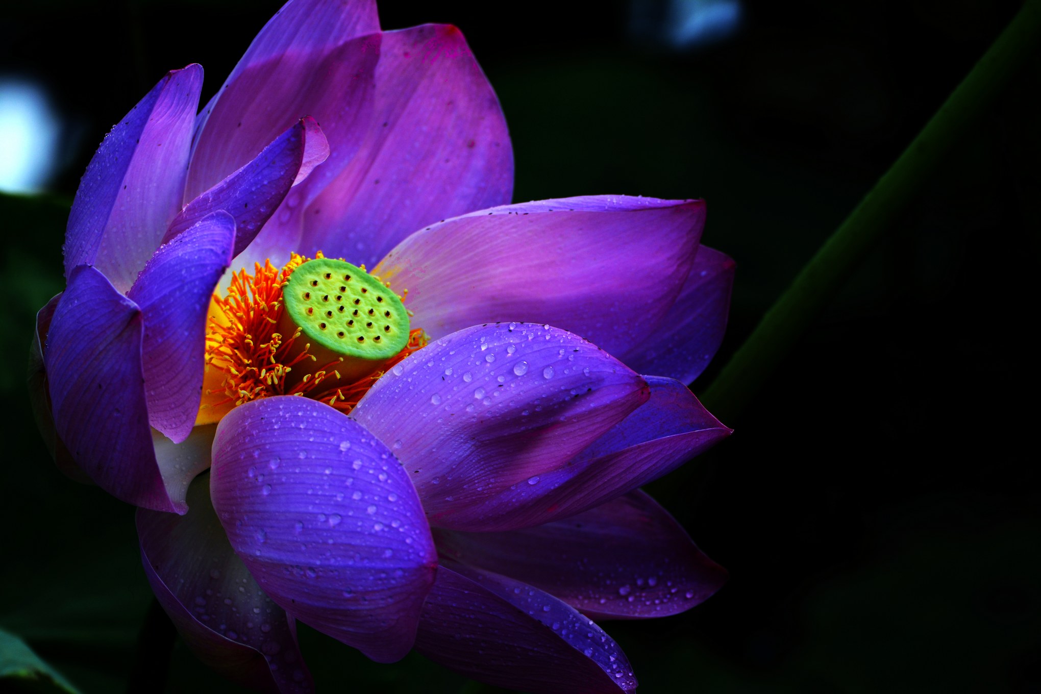 nEO_IMG__DSC3452.jpg