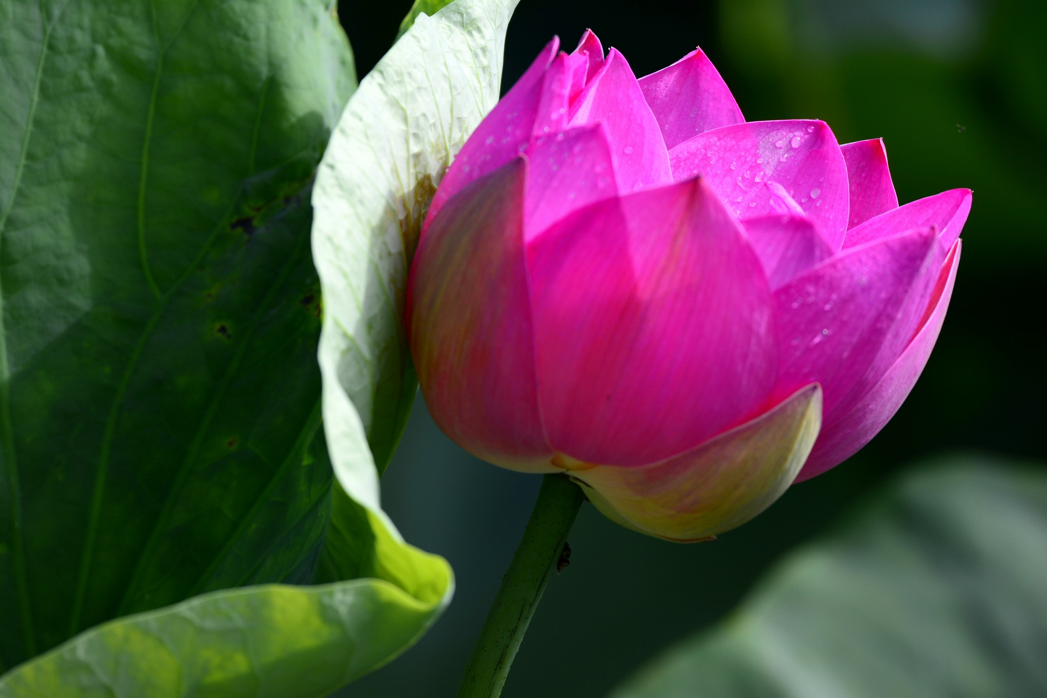 nEO_IMG__DSC3453.jpg