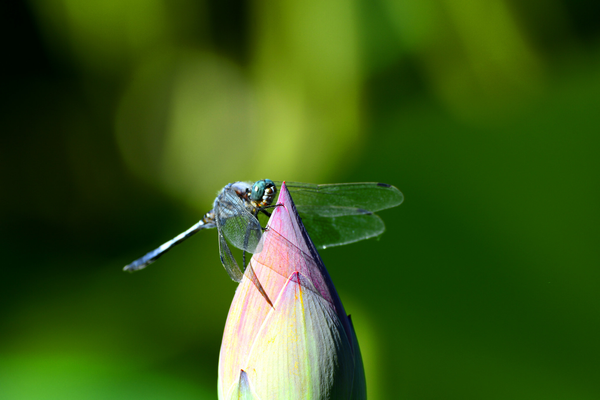 nEO_IMG__DSC3546.jpg