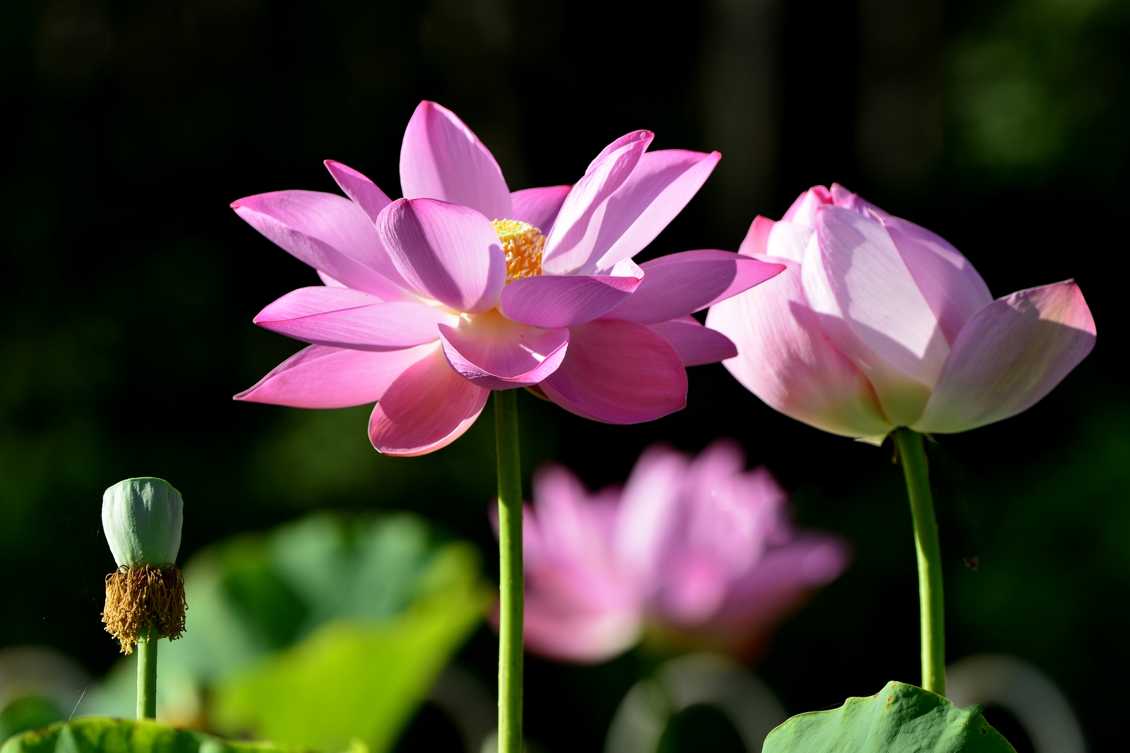 nEO_IMG__DSC3503.jpg
