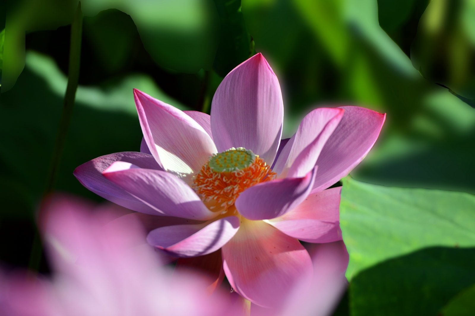 nEO_IMG__DSC3496.jpg