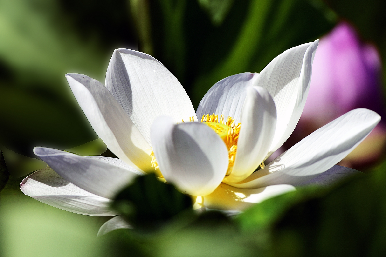 nEO_IMG__DSC3523.jpg
