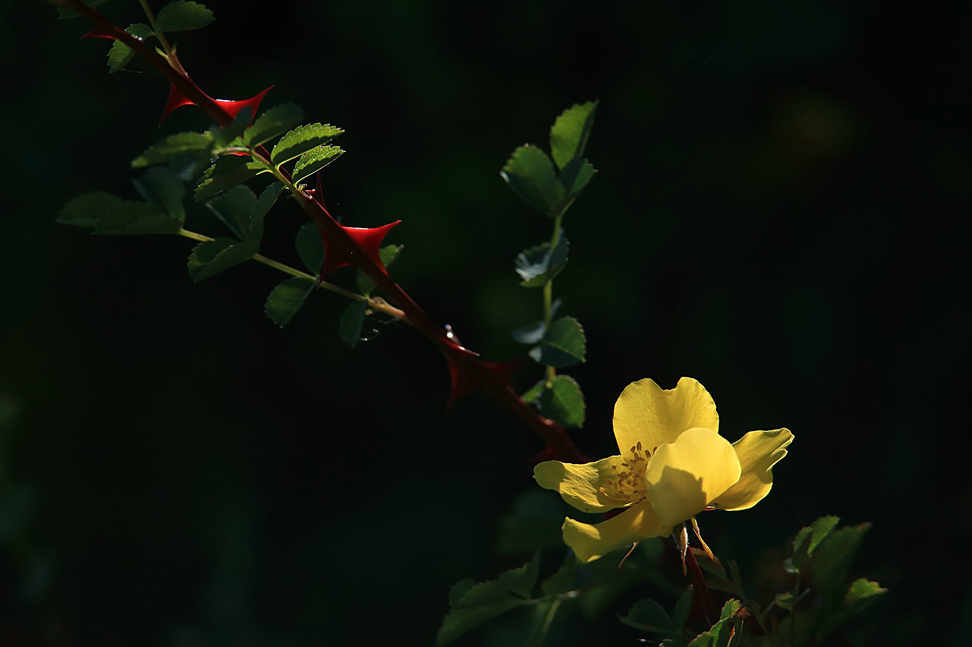 D42507.jpg