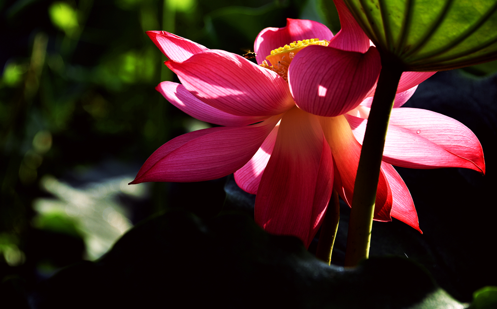 DSC_4182_.jpg