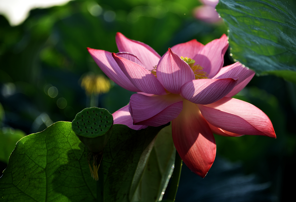 DSC_4090_.jpg
