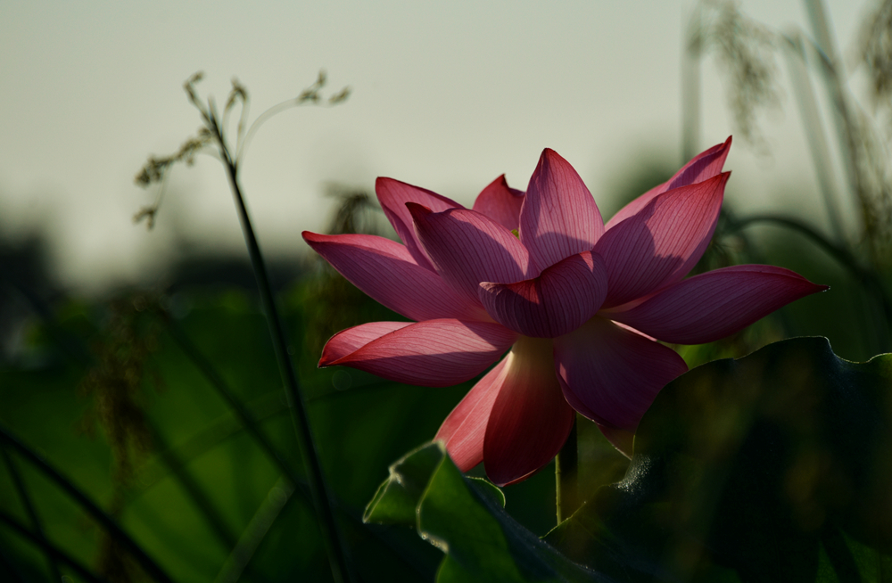 DSC_4101_.jpg