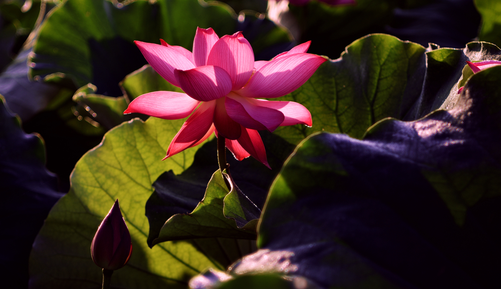 DSC_4117_.jpg