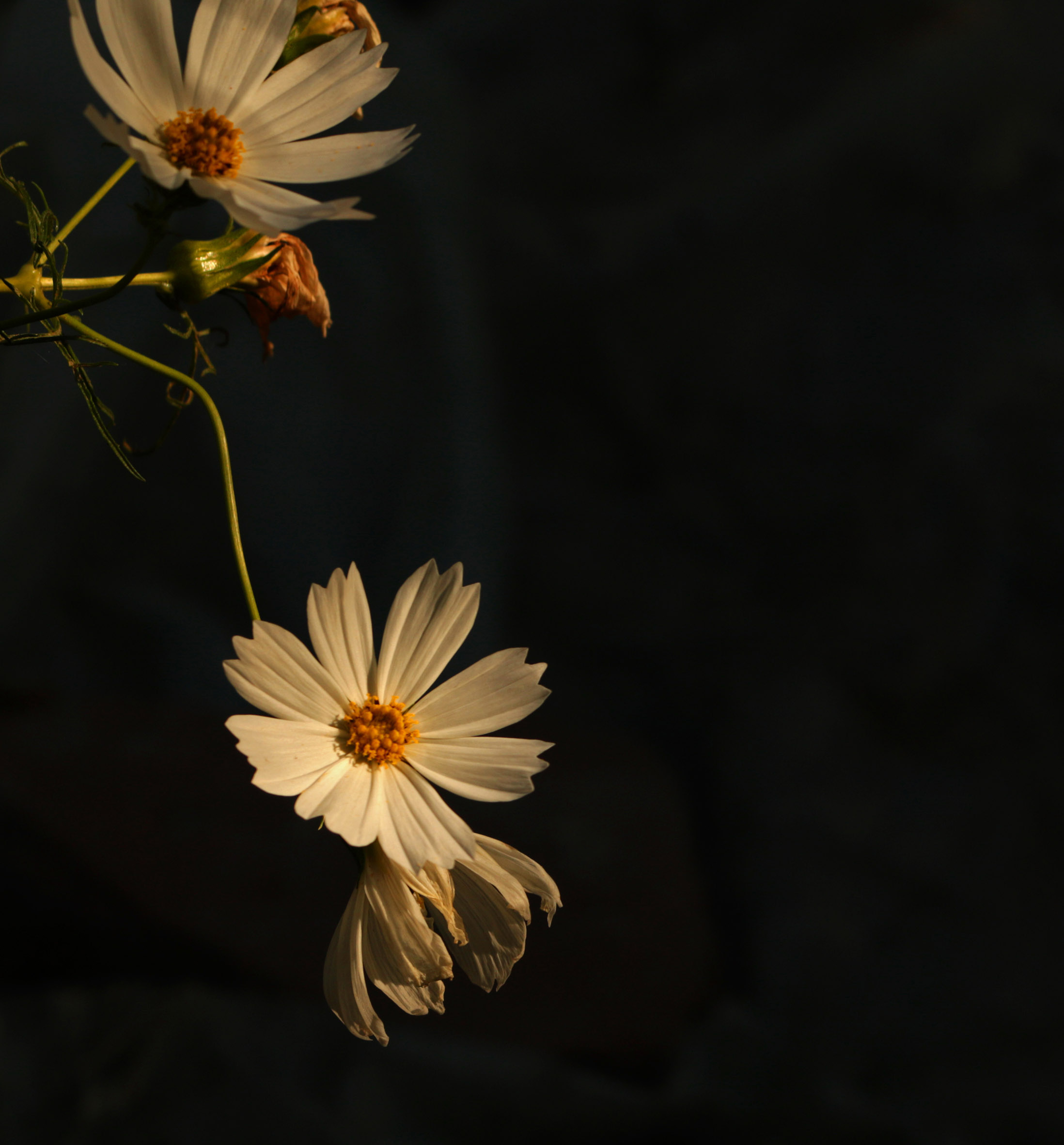 739A5088@.jpg