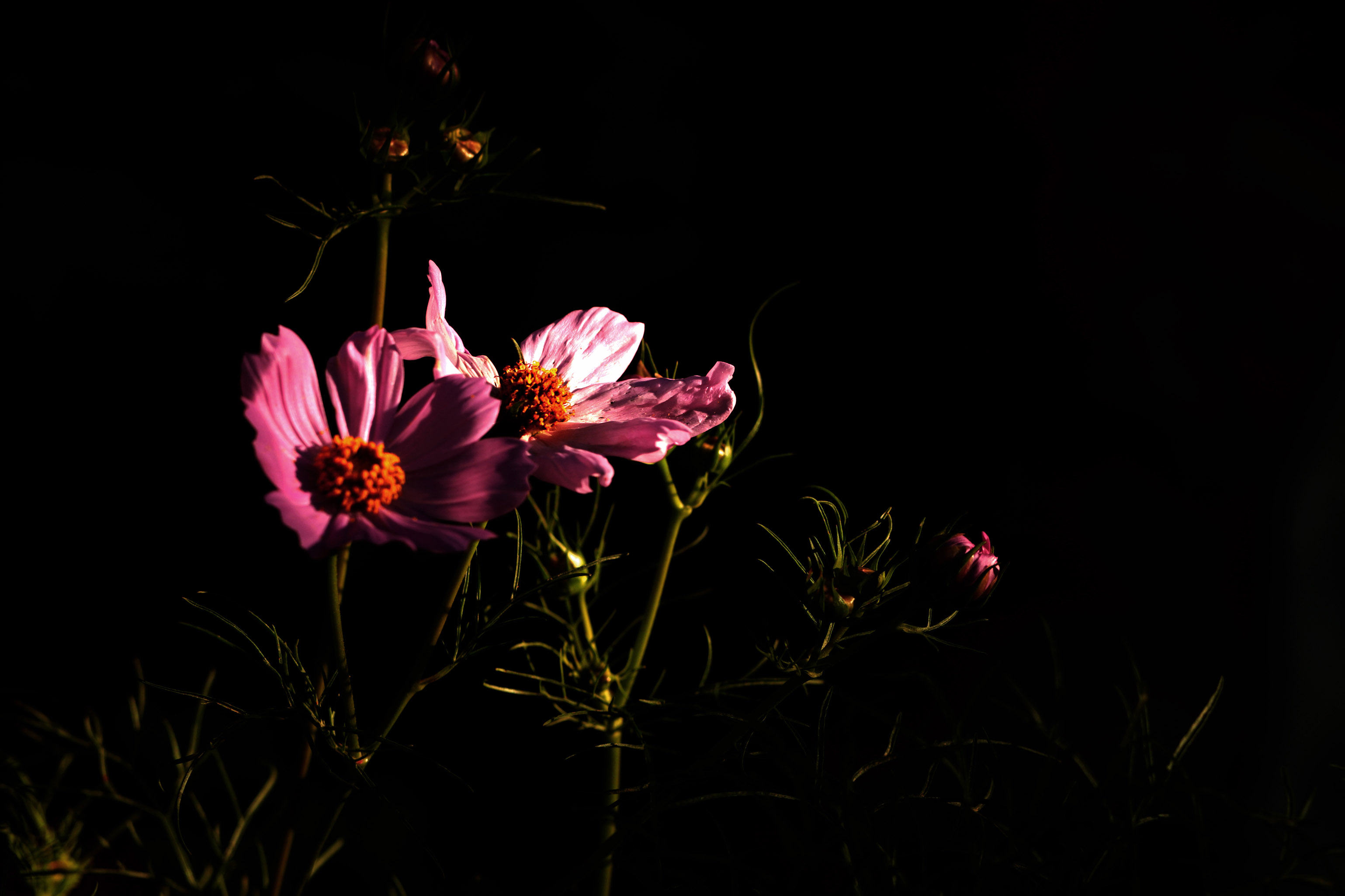 739A5081.jpg