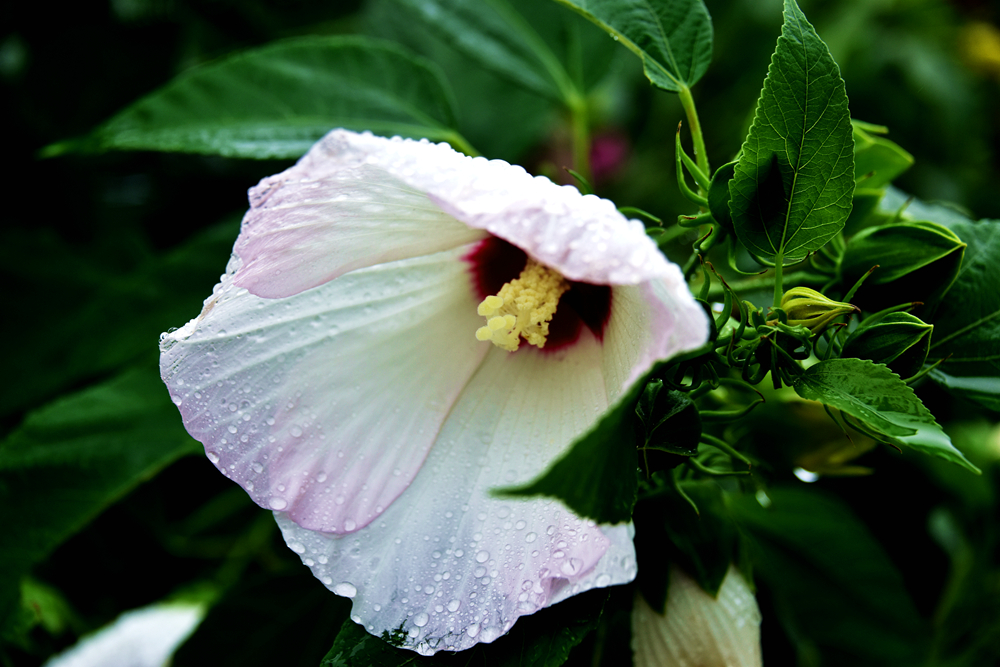 DSC_4781_.jpg