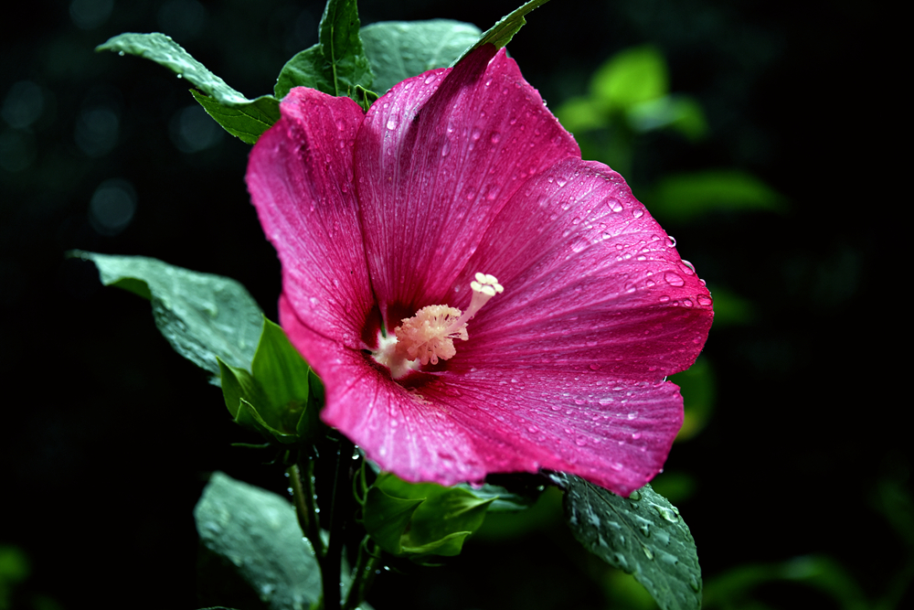 DSC_4774_.jpg