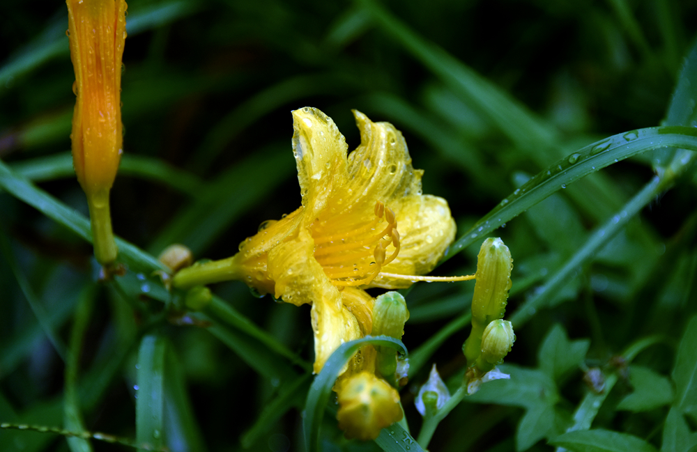 DSC_4858_.jpg