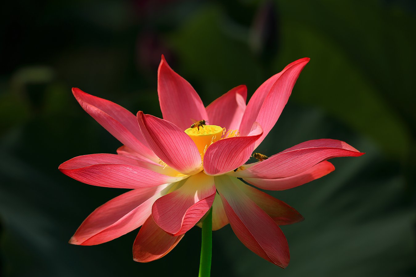 D49933.jpg