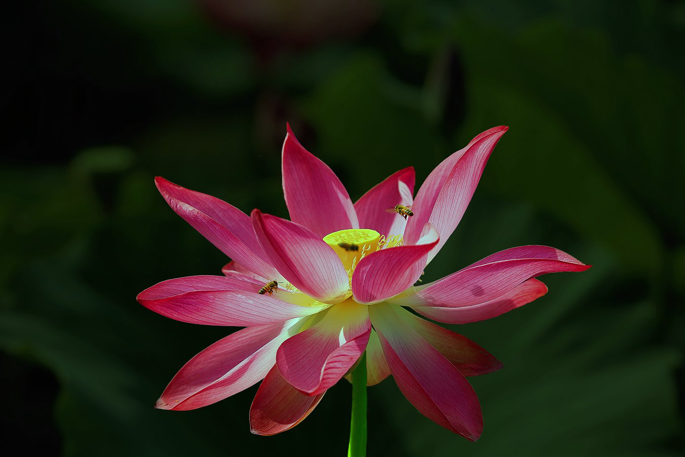 QD49939.jpg