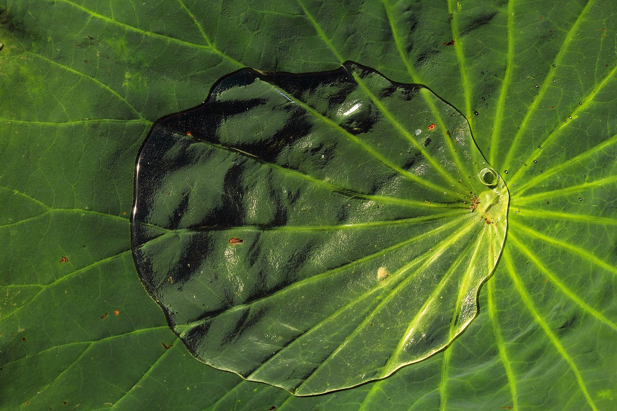 D49980.jpg