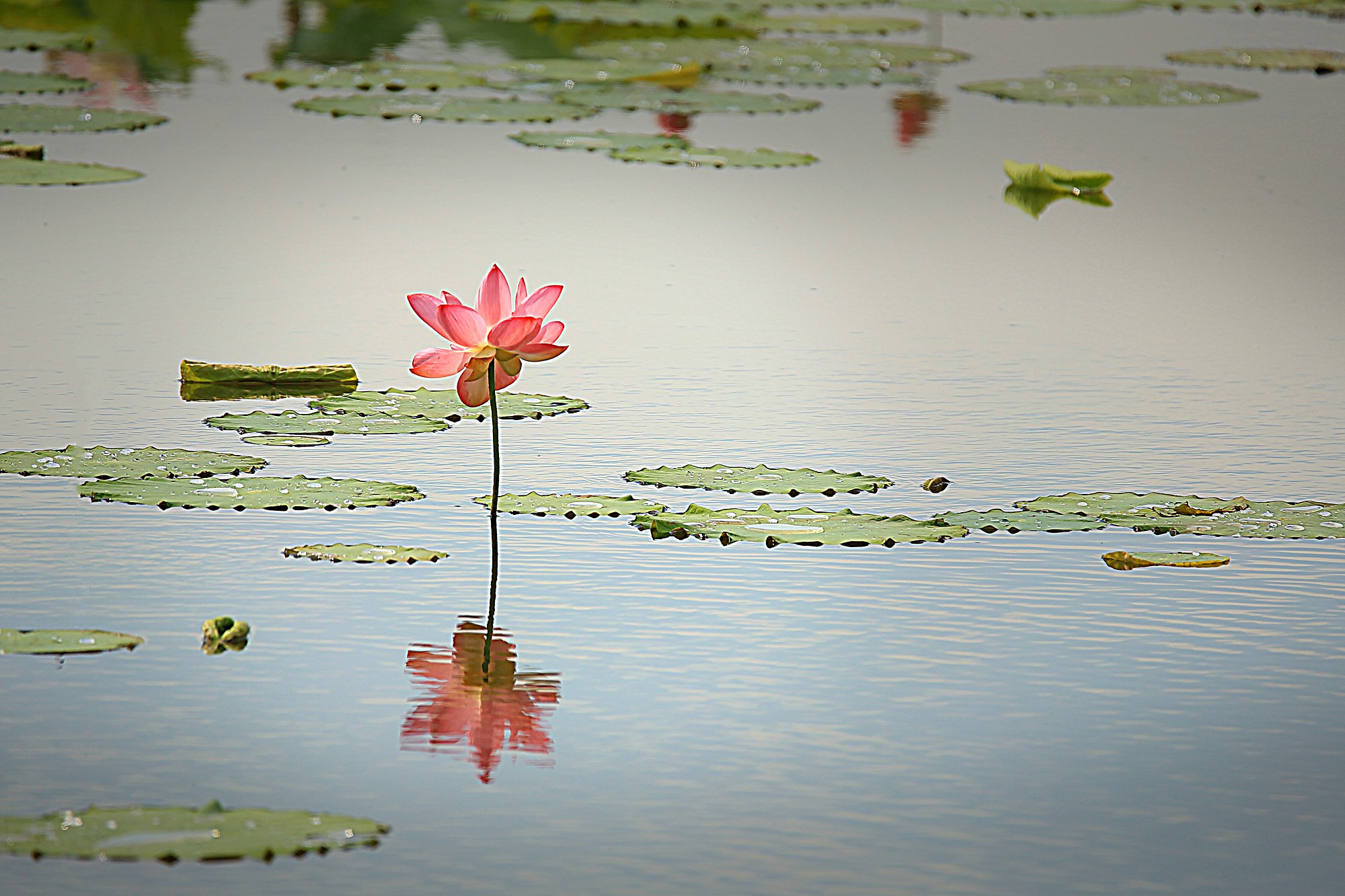 D50052.jpg