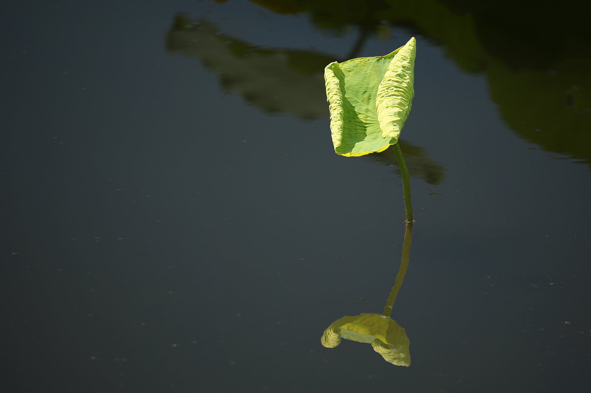 D50070.jpg