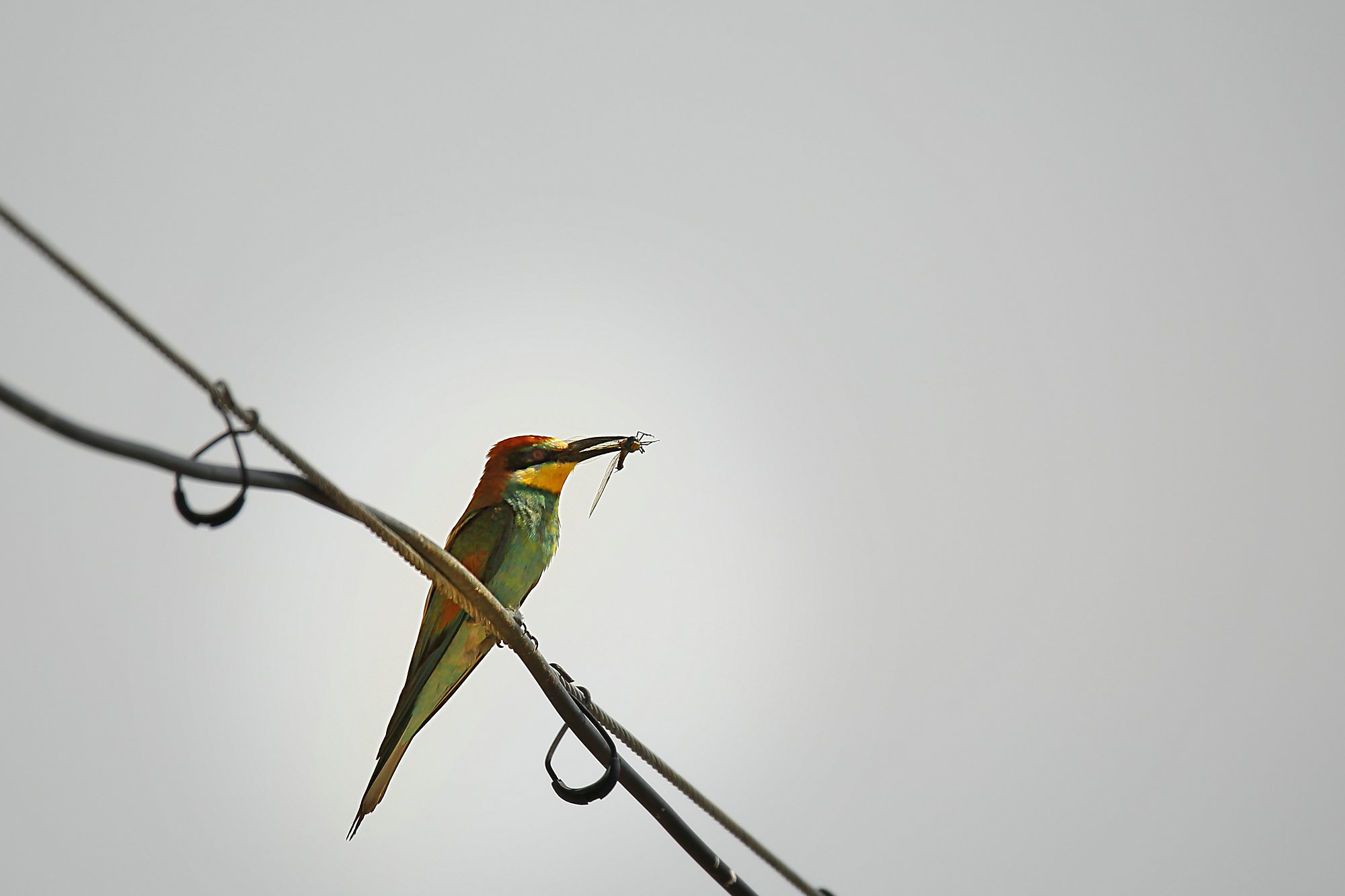 D50120.jpg